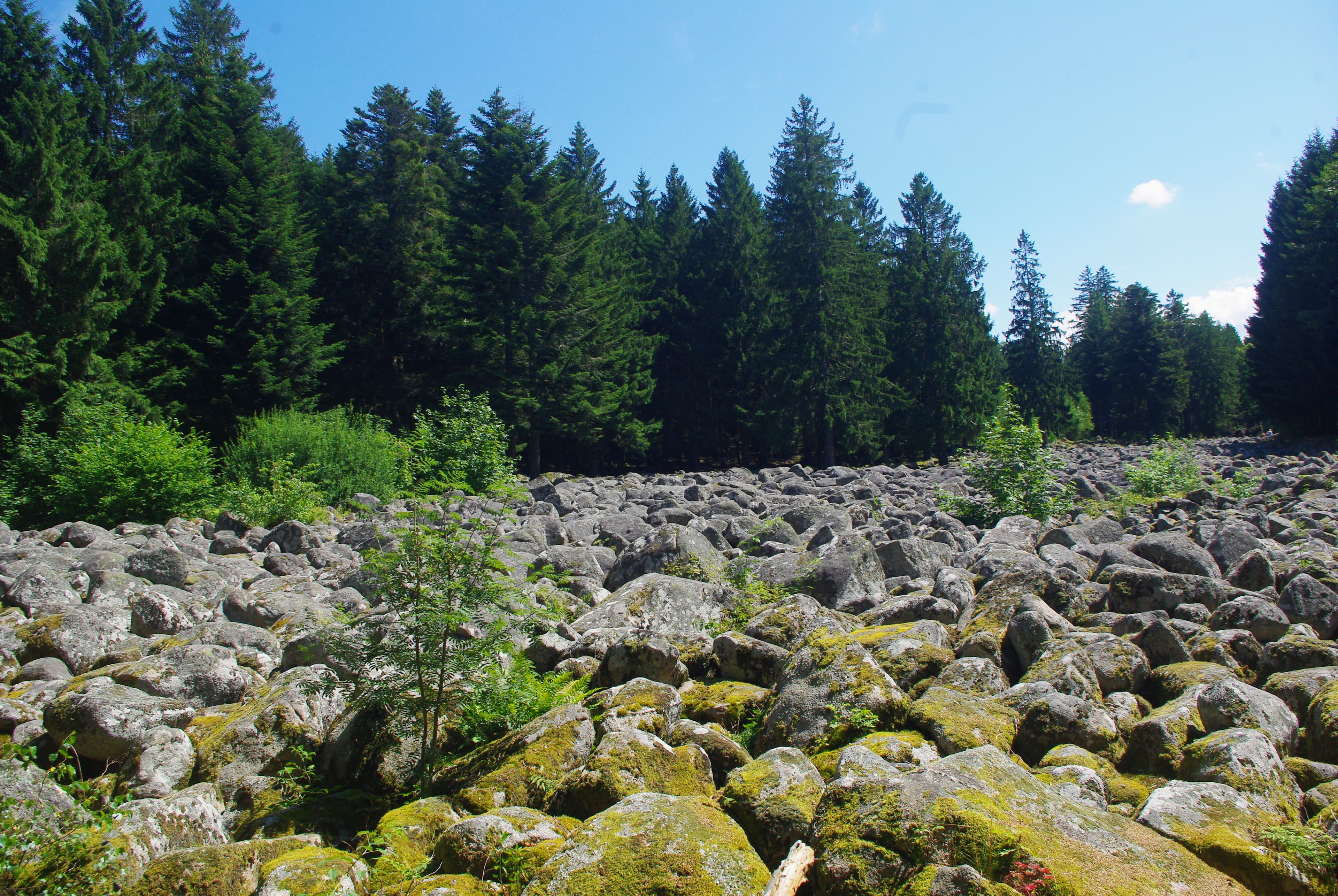 Forêt vosgienne autour du Champ de roches